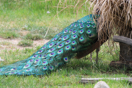 Riikinkukko - pieni sade, niin työnsi päänsä piiloon